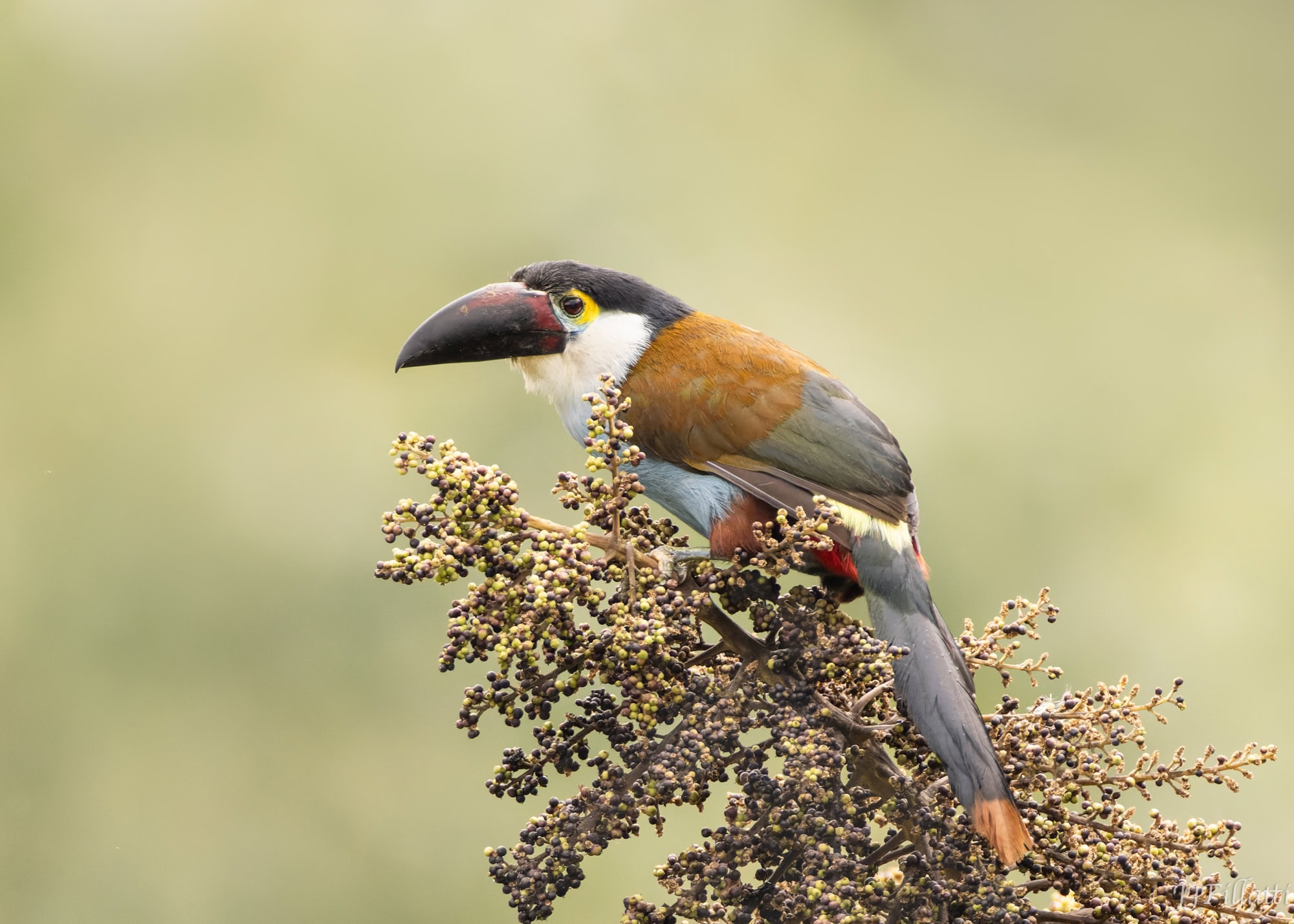 A black-billed mountain toucan perched on a branch